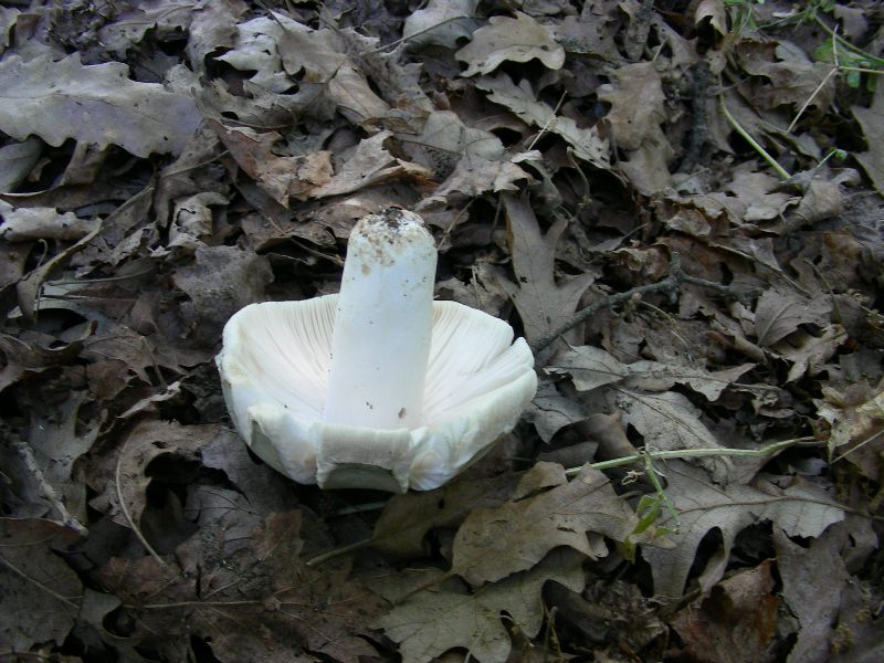 1) Fotografati  il 16.06.2012.sotto Quercia